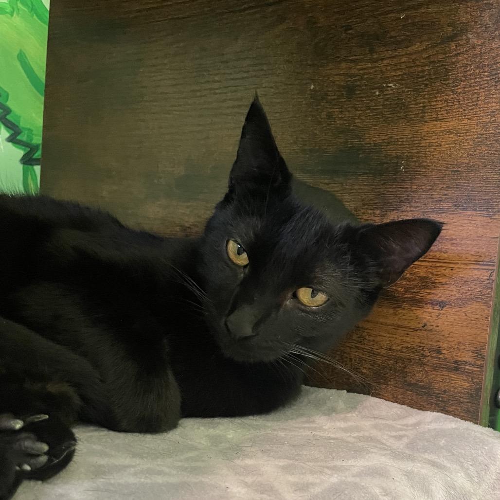 Sirena, a Adoptable Domestic Short Hair in San Pablo, CA image 5/6