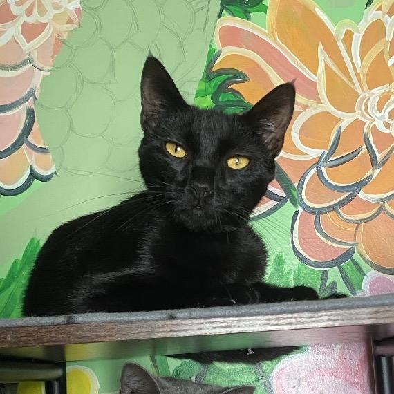 Enlarge Sirena, a Adoptable Domestic Short Hair in San Pablo, CA image 5/6