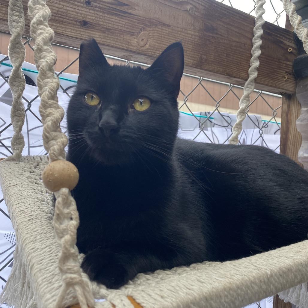 Enlarge Sirena, a Adoptable Domestic Short Hair in San Pablo, CA image 6/6