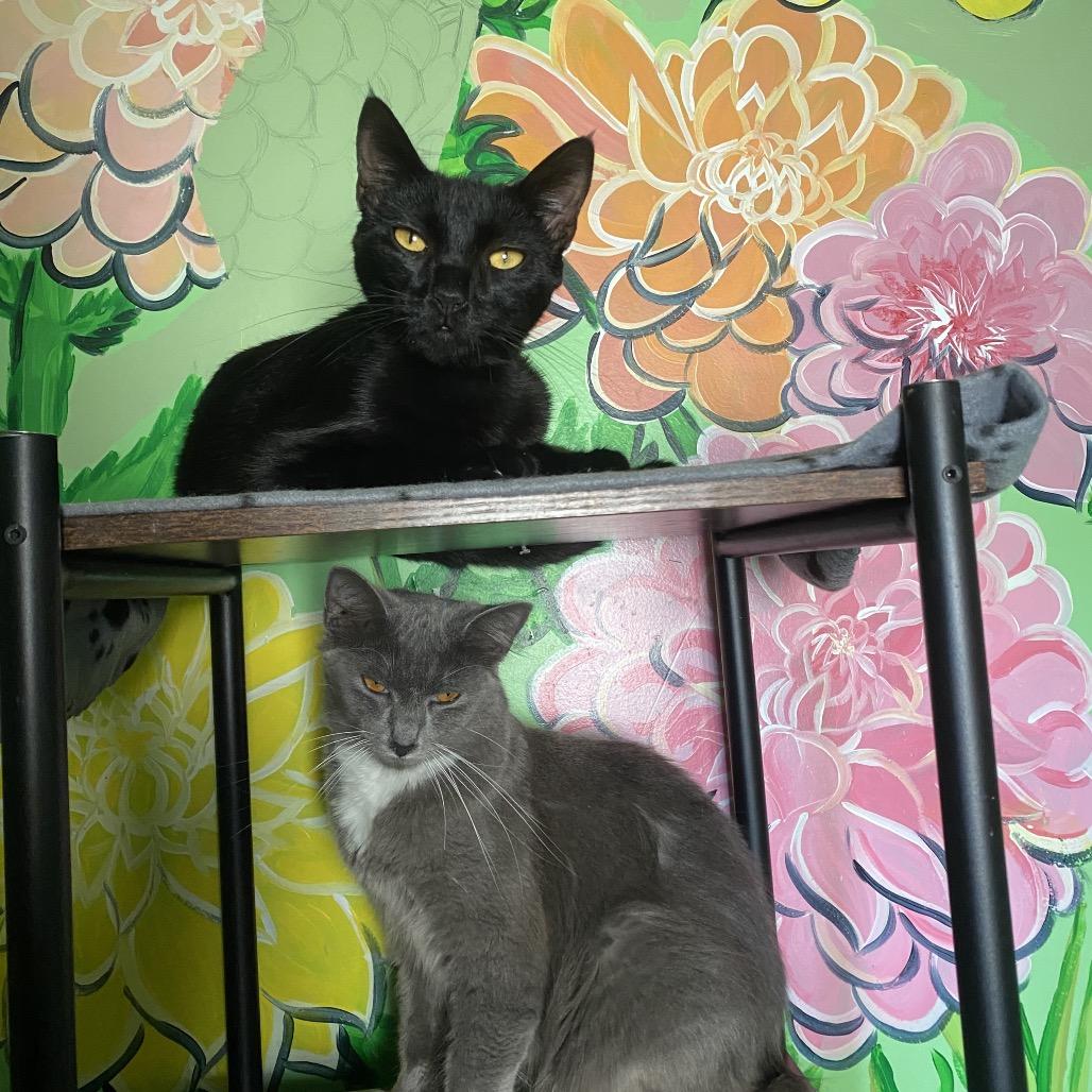 Sirena, a Adoptable Domestic Short Hair in San Pablo, CA image 6/6