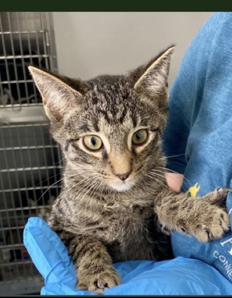 Morpheus, Adoptable, Kitten Male Domestic Short Hair.