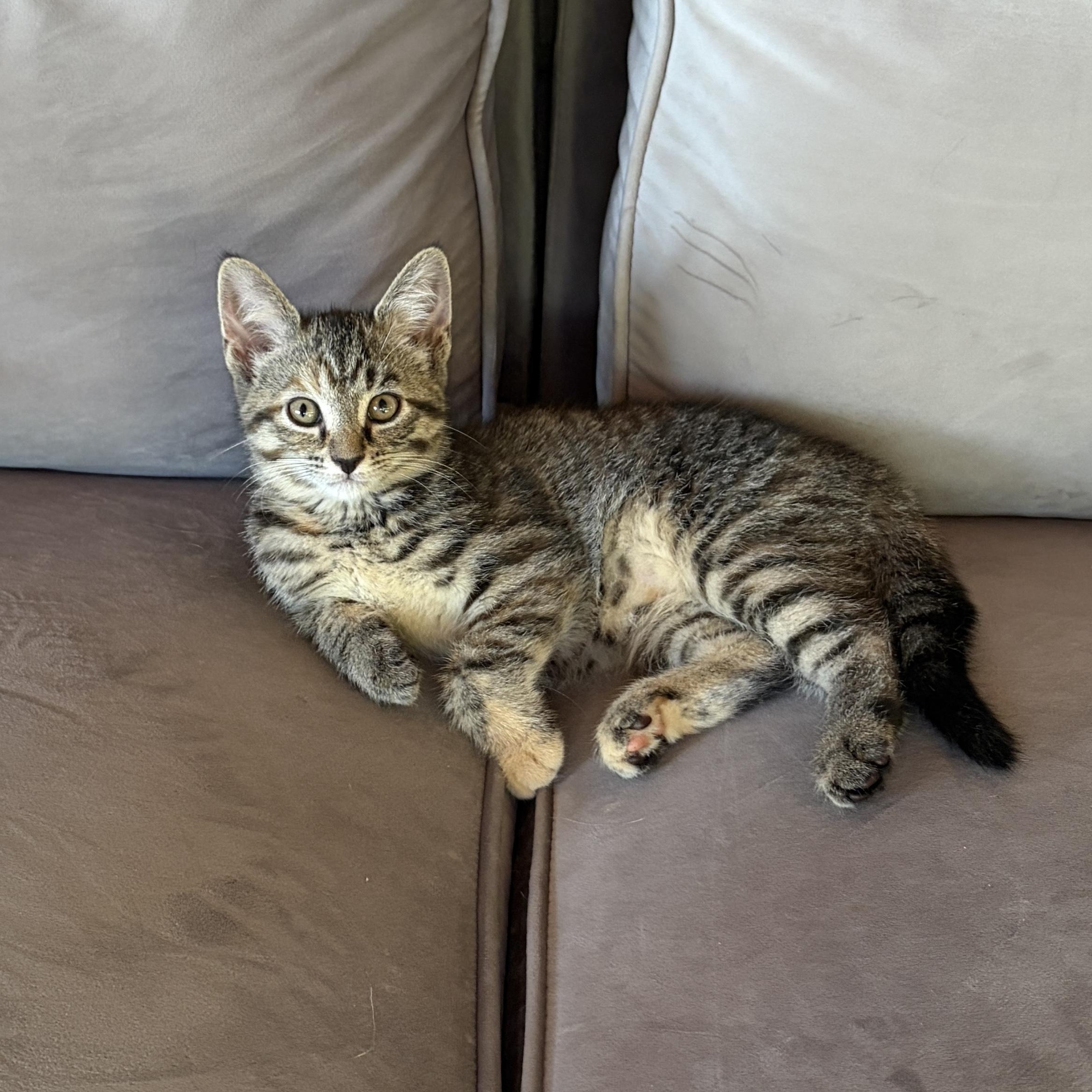 CLOVAH, Adoptable, Kitten Female Domestic Short Hair.