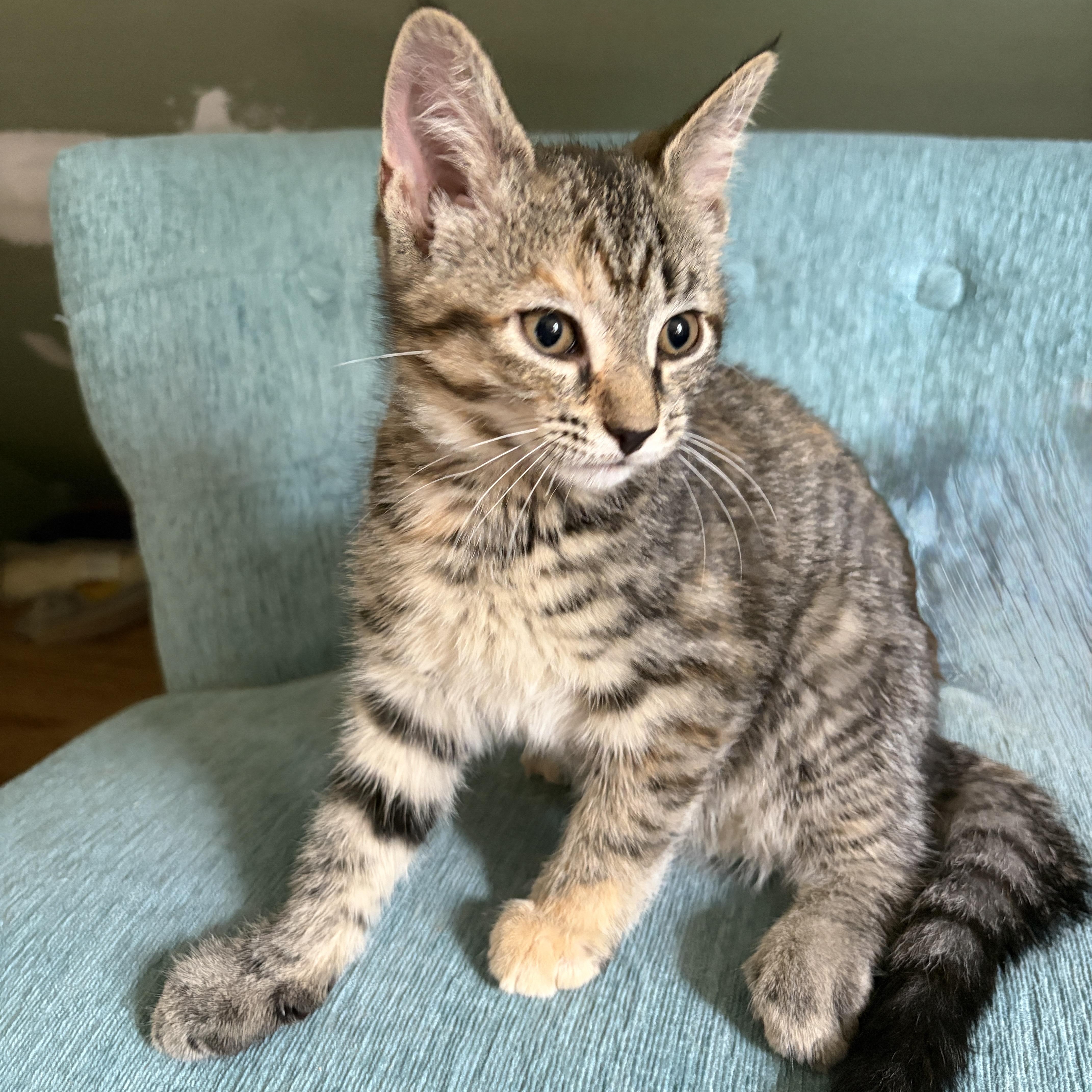 CLOVAH, a Adoptable Domestic Short Hair in East Greenwich, RI image 6/6