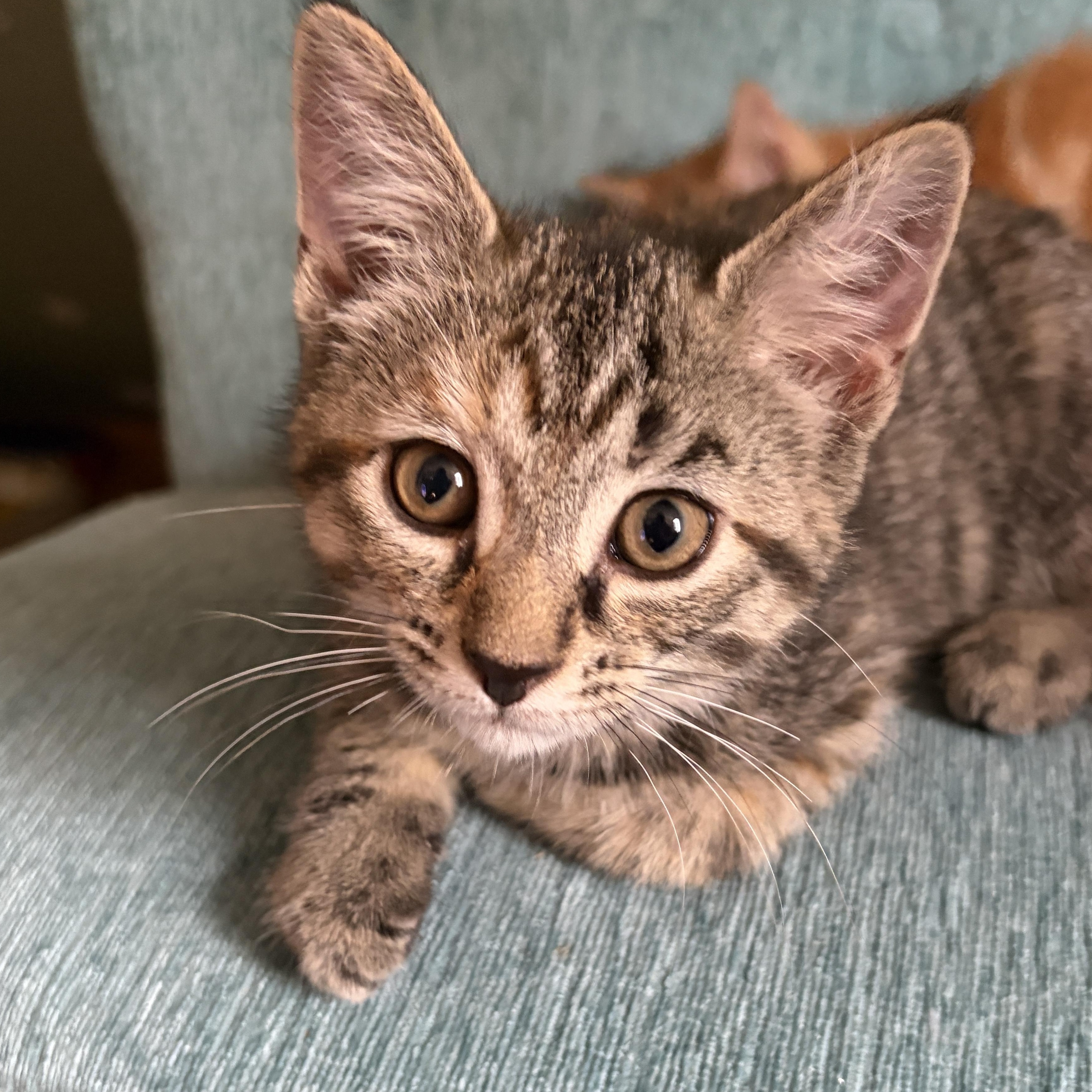 CLOVAH, a Adoptable Domestic Short Hair in East Greenwich, RI image 2/6