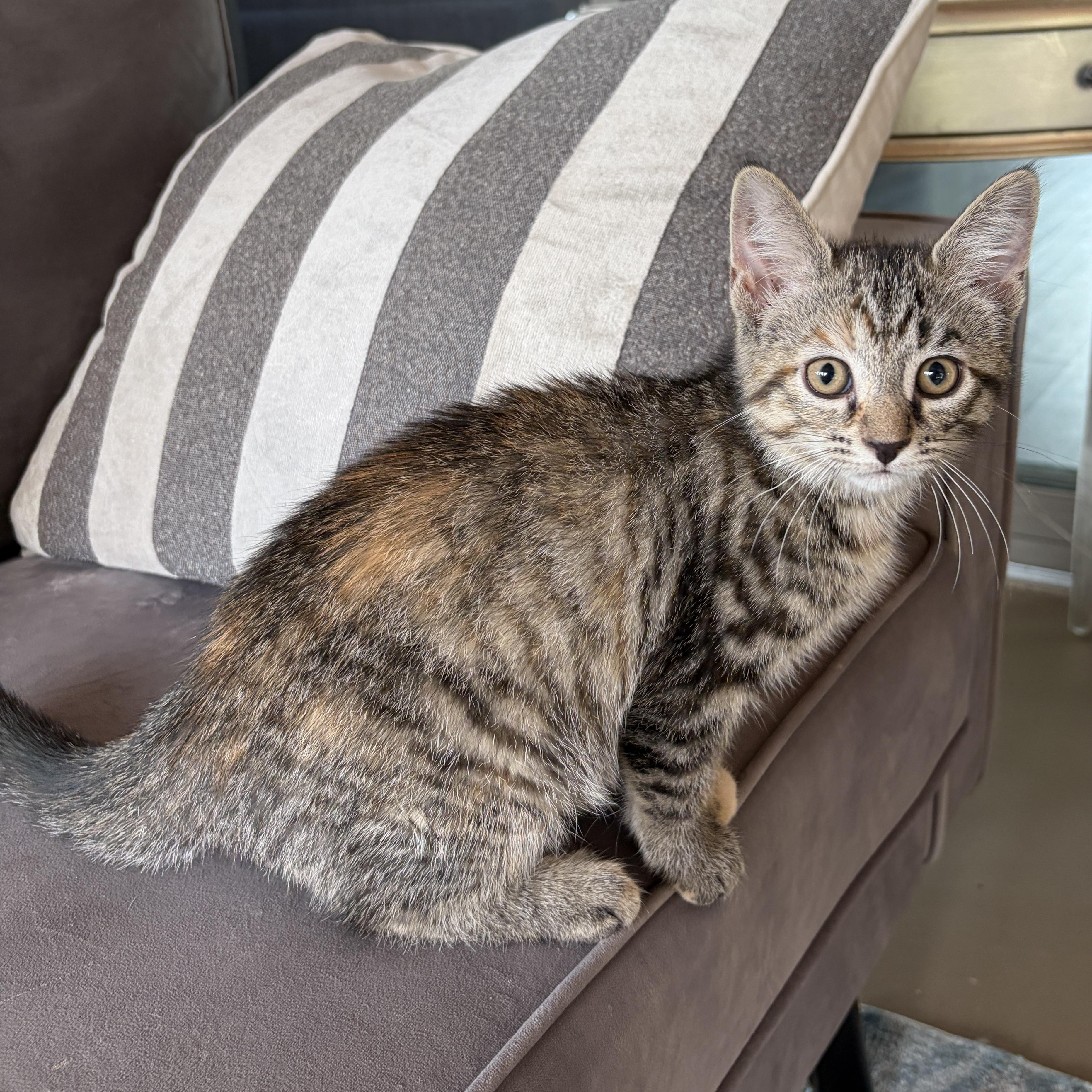 CLOVAH, a Adoptable Domestic Short Hair in East Greenwich, RI image 3/6