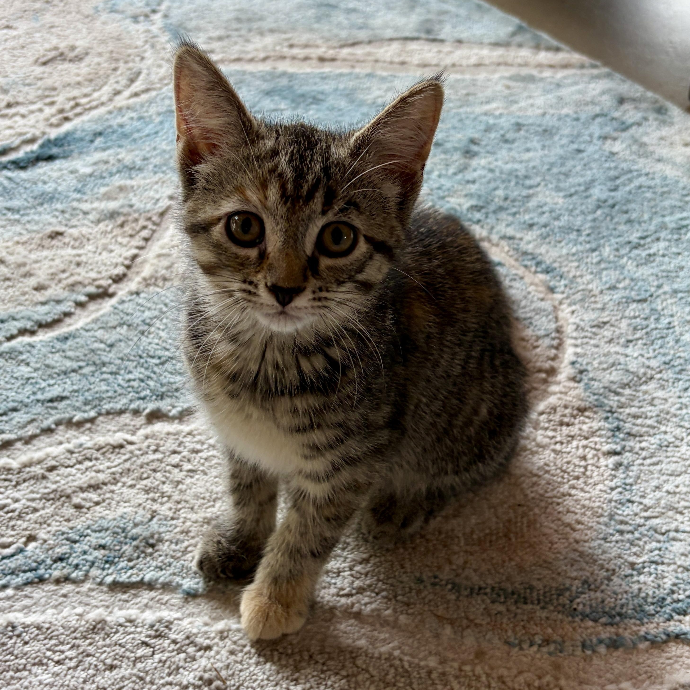 CLOVAH, a Adoptable Domestic Short Hair in East Greenwich, RI image 5/6