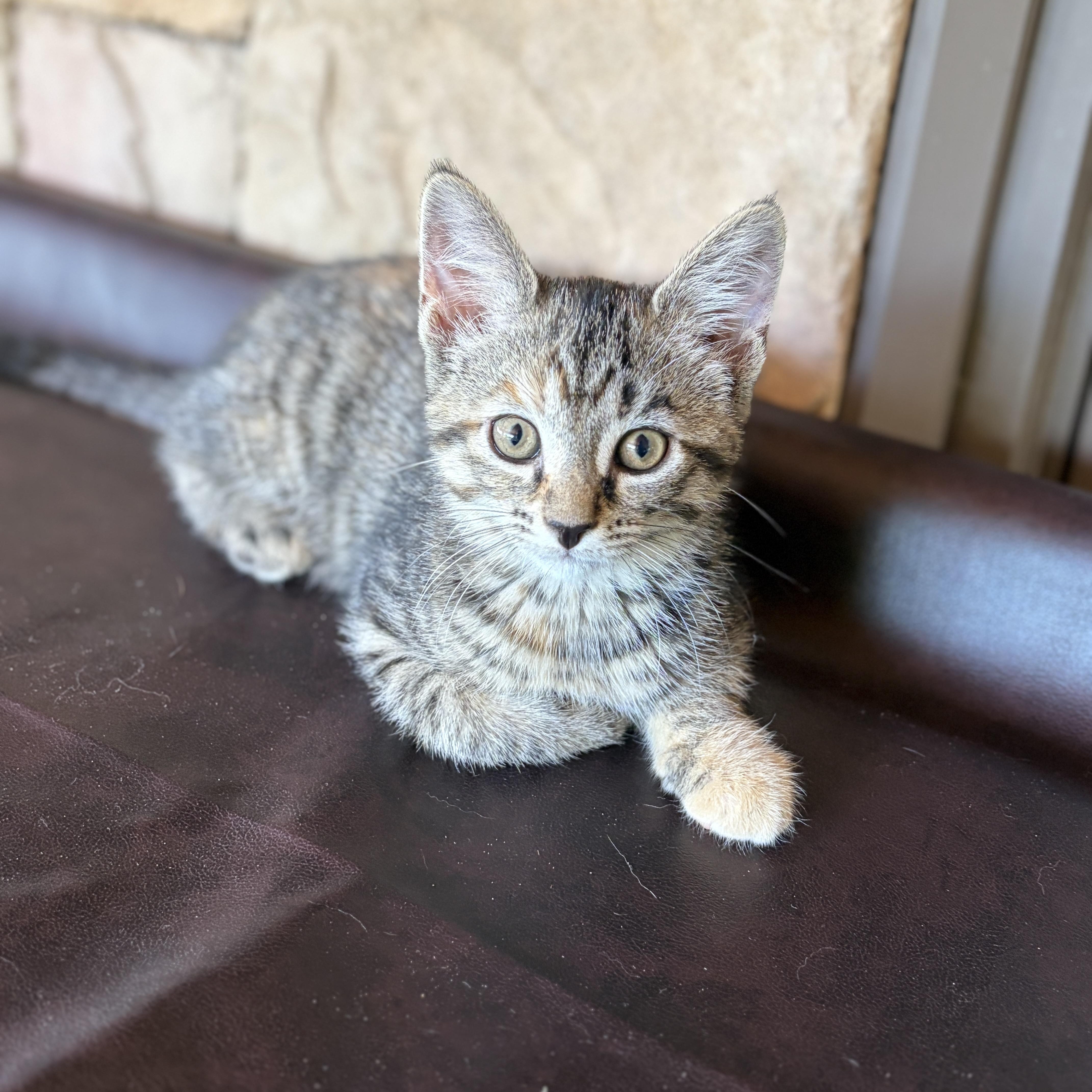 CLOVAH, a Adoptable Domestic Short Hair in East Greenwich, RI image 4/6