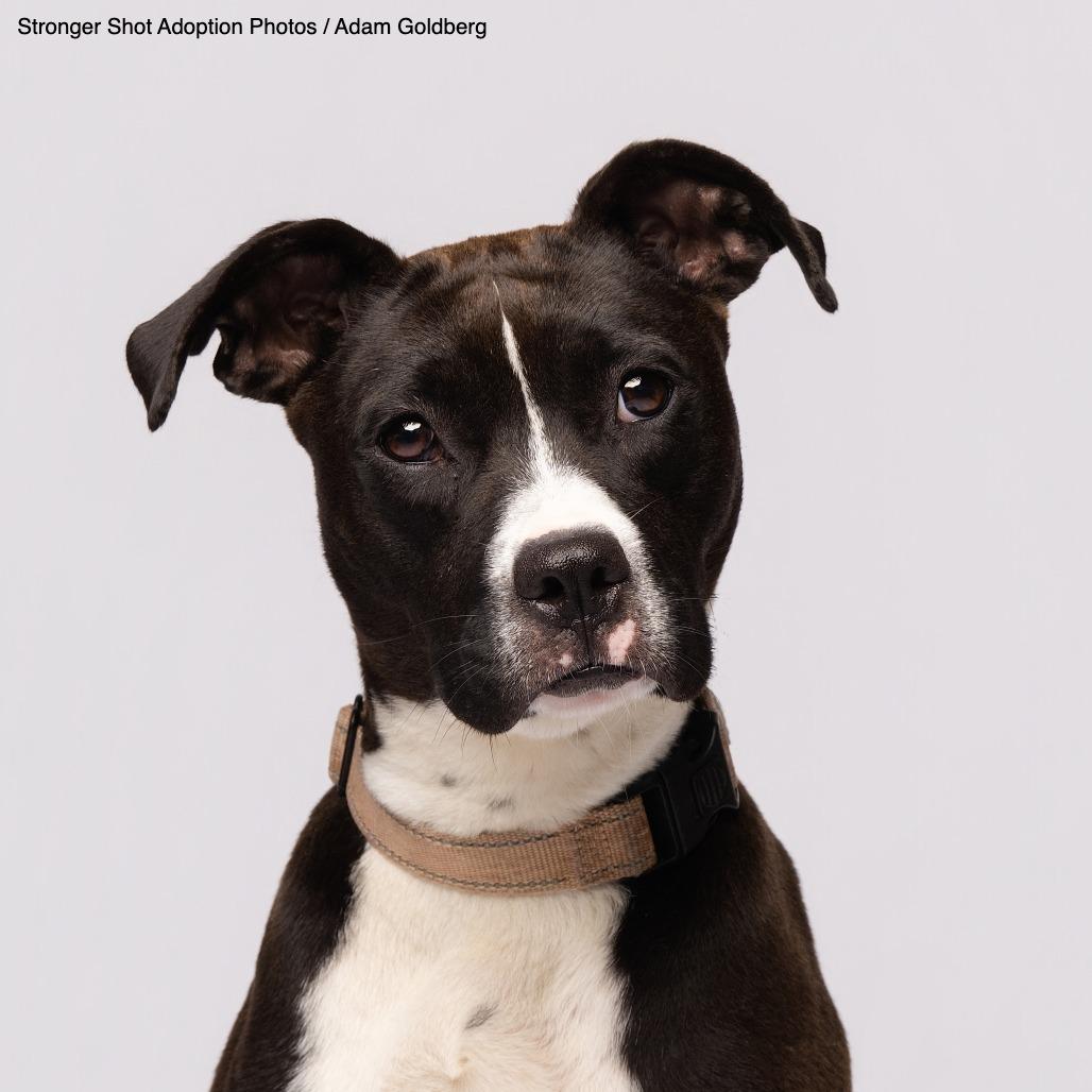 Georgia, Adoptable, Young Female Mixed Breed.