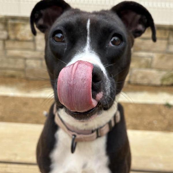 Enlarge Georgia, a Adoptable Mixed Breed in Bentonville, AR image 2/6