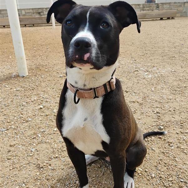 Enlarge Georgia, a Adoptable Mixed Breed in Bentonville, AR image 3/6