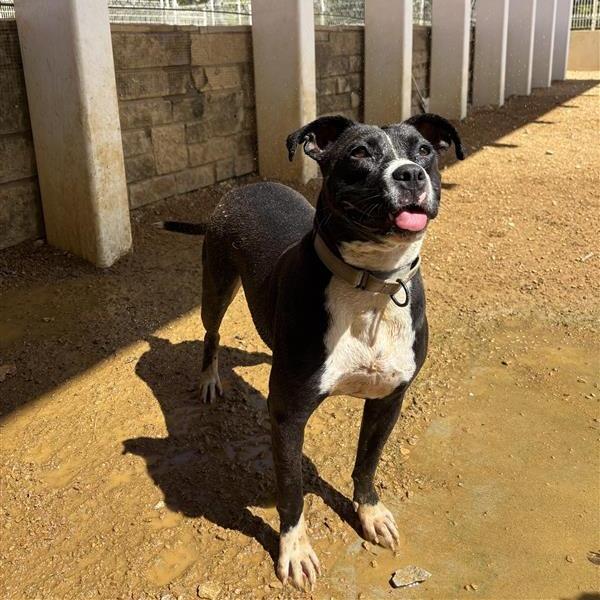 Enlarge Georgia, a Adoptable Mixed Breed in Bentonville, AR image 3/6