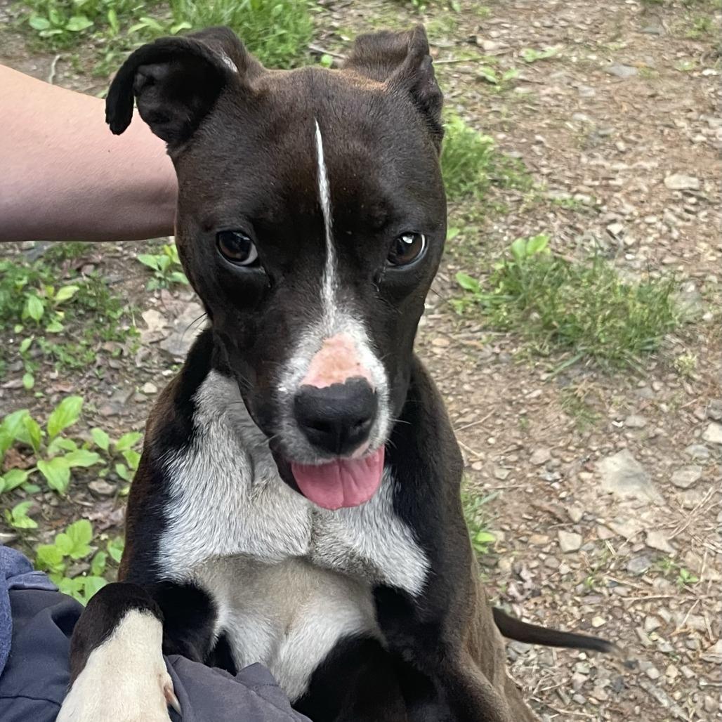 Enlarge Georgia, a Adoptable Mixed Breed in Bentonville, AR image 4/6