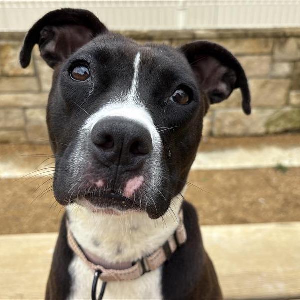 Enlarge Georgia, a Adoptable Mixed Breed in Bentonville, AR image 5/6
