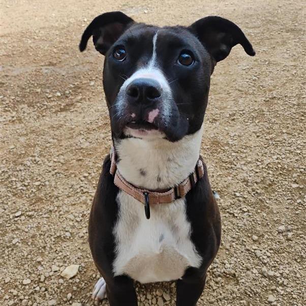 Enlarge Georgia, a Adoptable Mixed Breed in Bentonville, AR image 6/6
