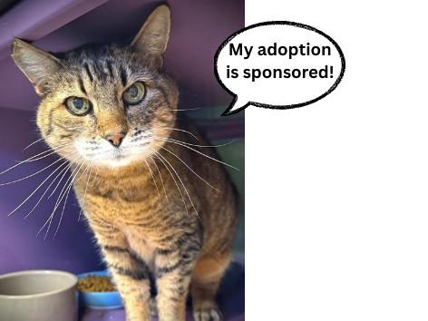 HERMES, Adoptable, Senior Male Domestic Short Hair.