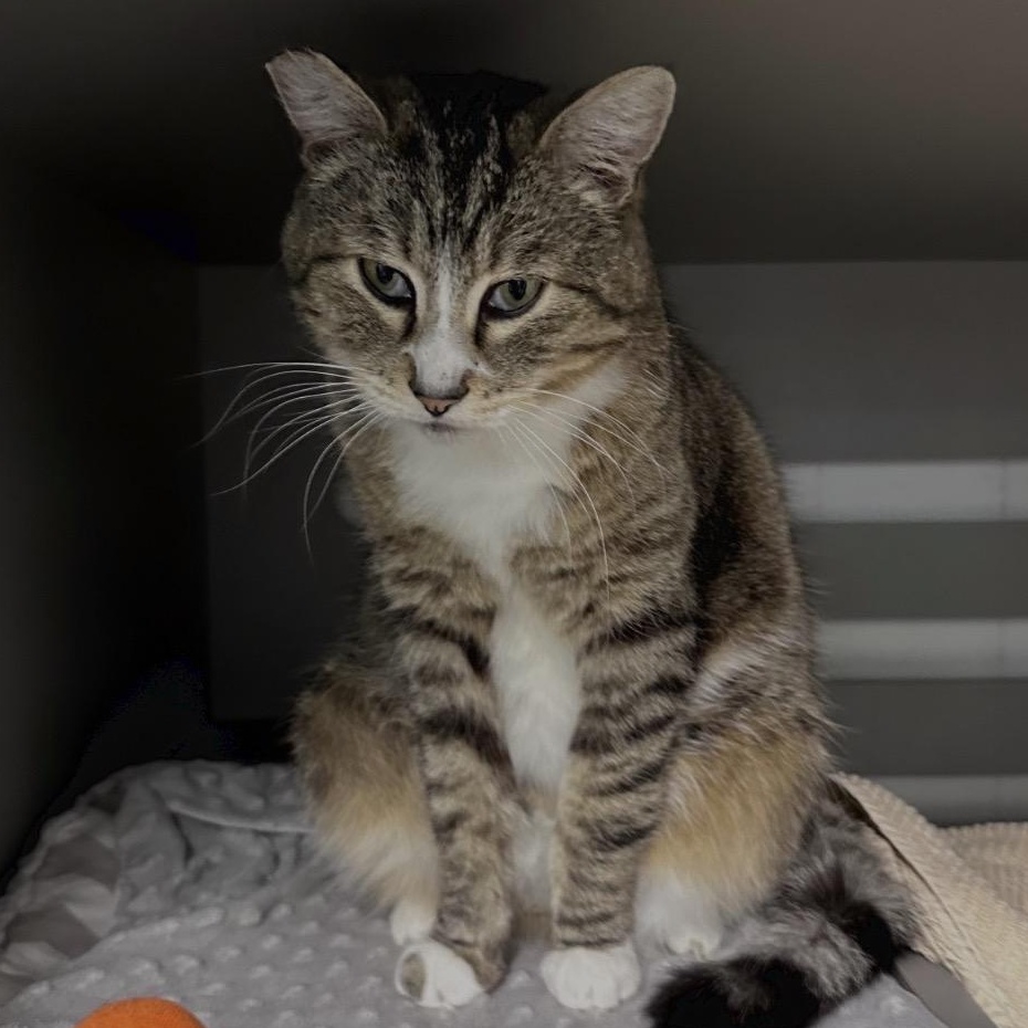 Enlarge Milo, a ADOPTABLE Domestic Short Hair in Renton , WA image 3/3