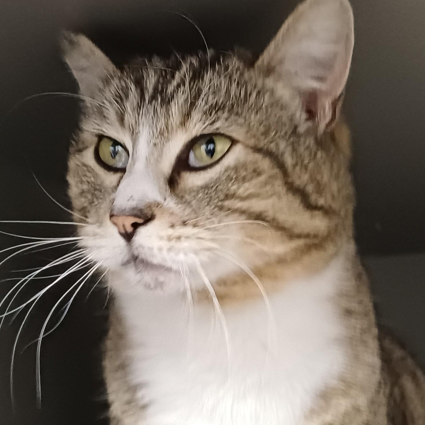 Milo, ADOPTABLE, Adult Male Domestic Short Hair.