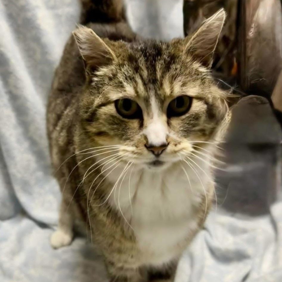 Enlarge Milo, a ADOPTABLE Domestic Short Hair in Renton , WA image 2/3