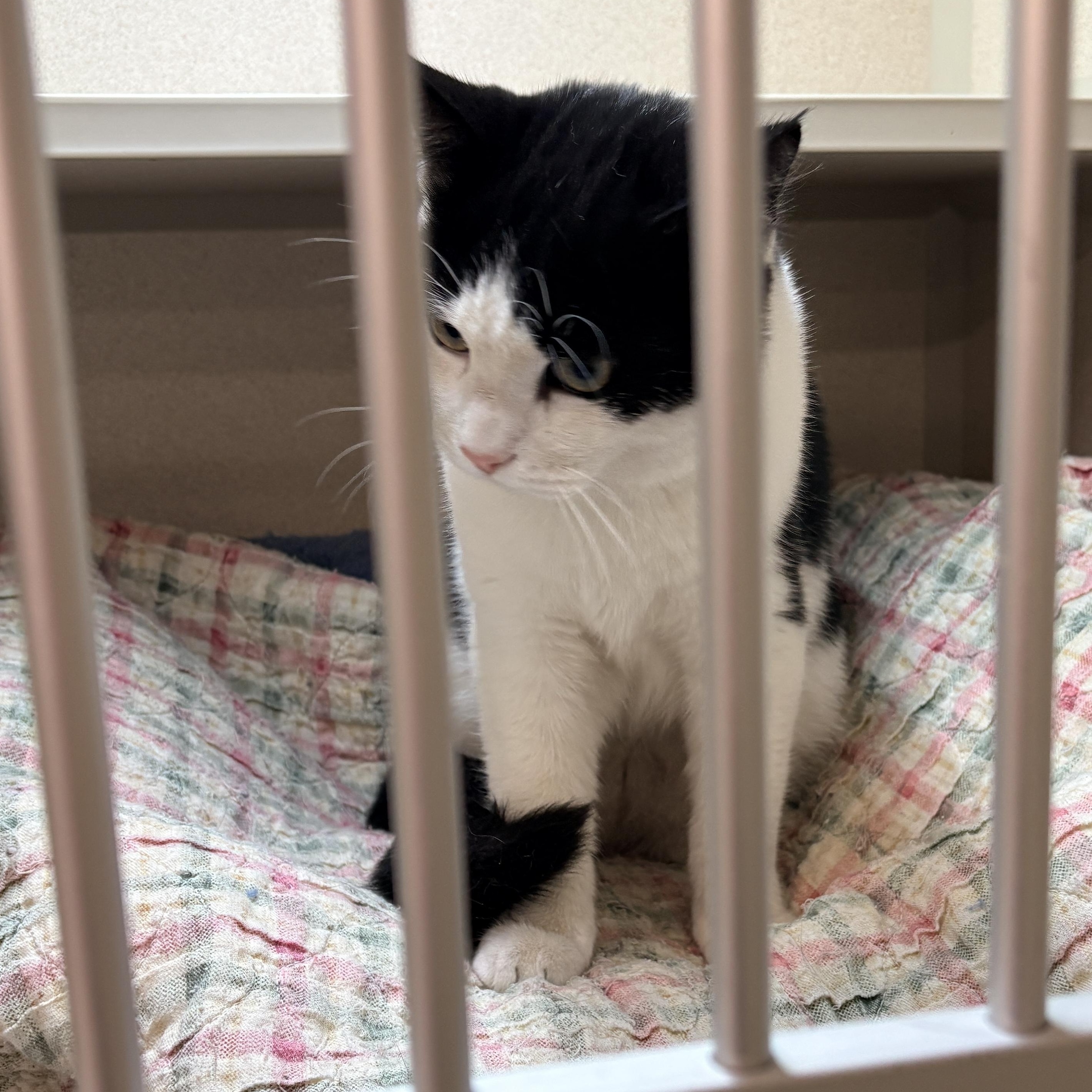 Enlarge Batman, a Adoptable Domestic Short Hair in Quincy, CA image 1/6