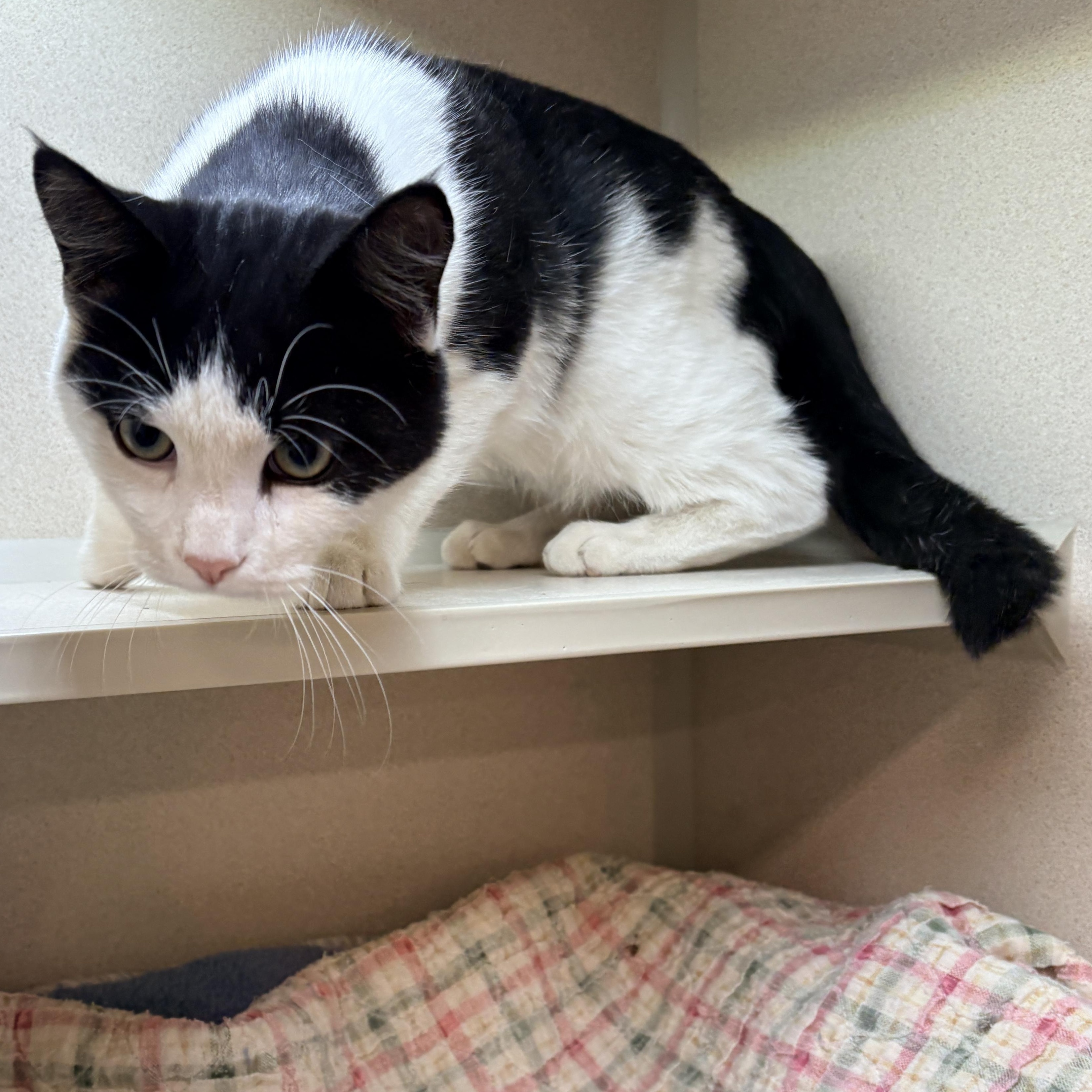 Enlarge Batman, a Adoptable Domestic Short Hair in Quincy, CA image 6/6