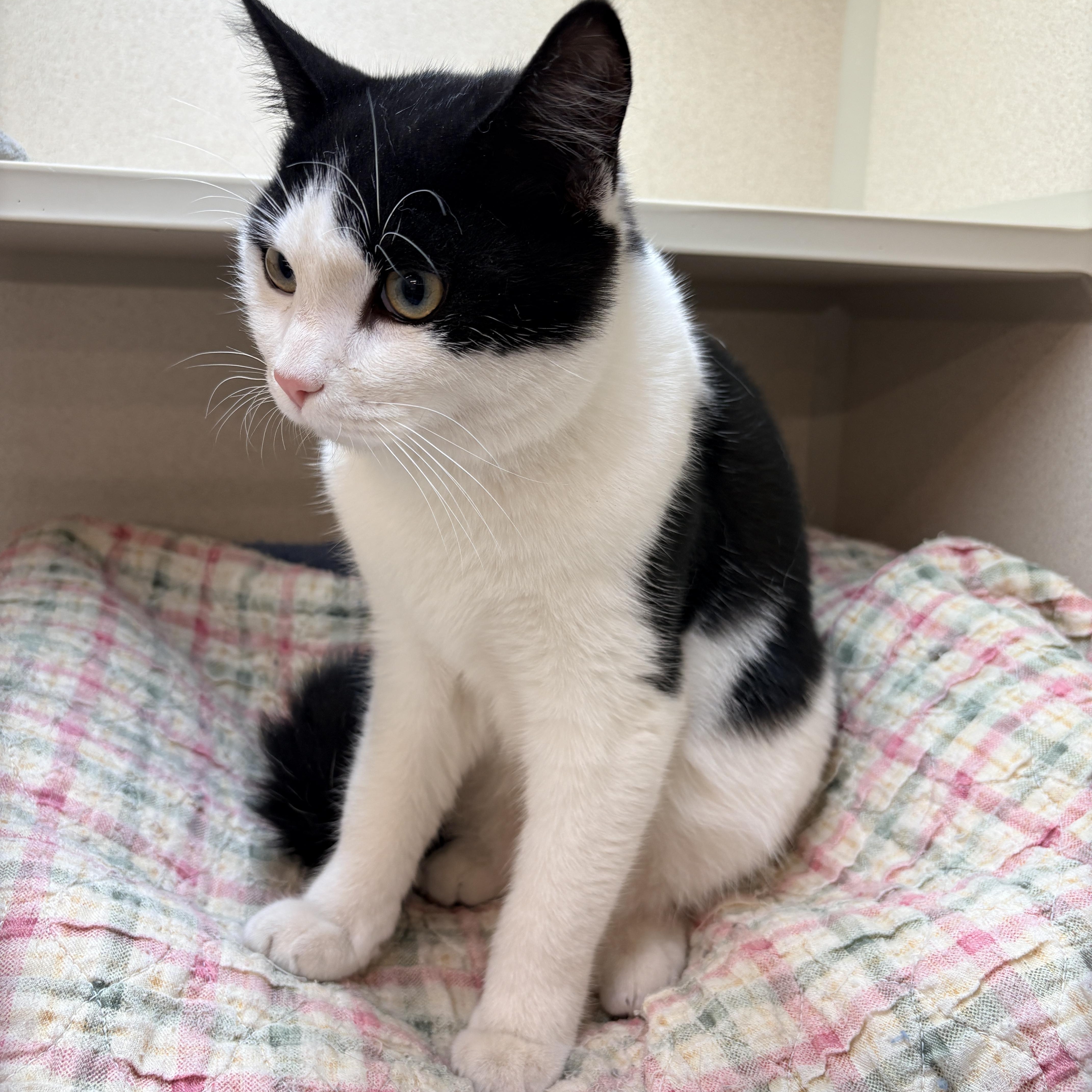 Batman, Adoptable, Young Male Domestic Short Hair.