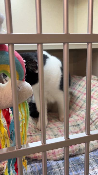 Enlarge Batman, a Adoptable Domestic Short Hair in Quincy, CA video 5/6