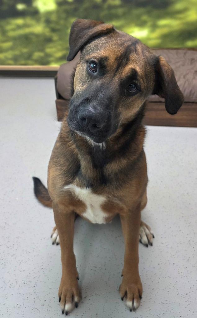 Enlarge Robin, a Adoptable mixed breed in Little Rock, AR image 1/6