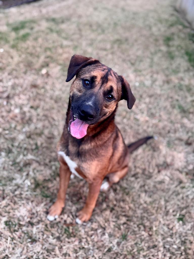 Enlarge Robin, a Adoptable mixed breed in Little Rock, AR image 2/6
