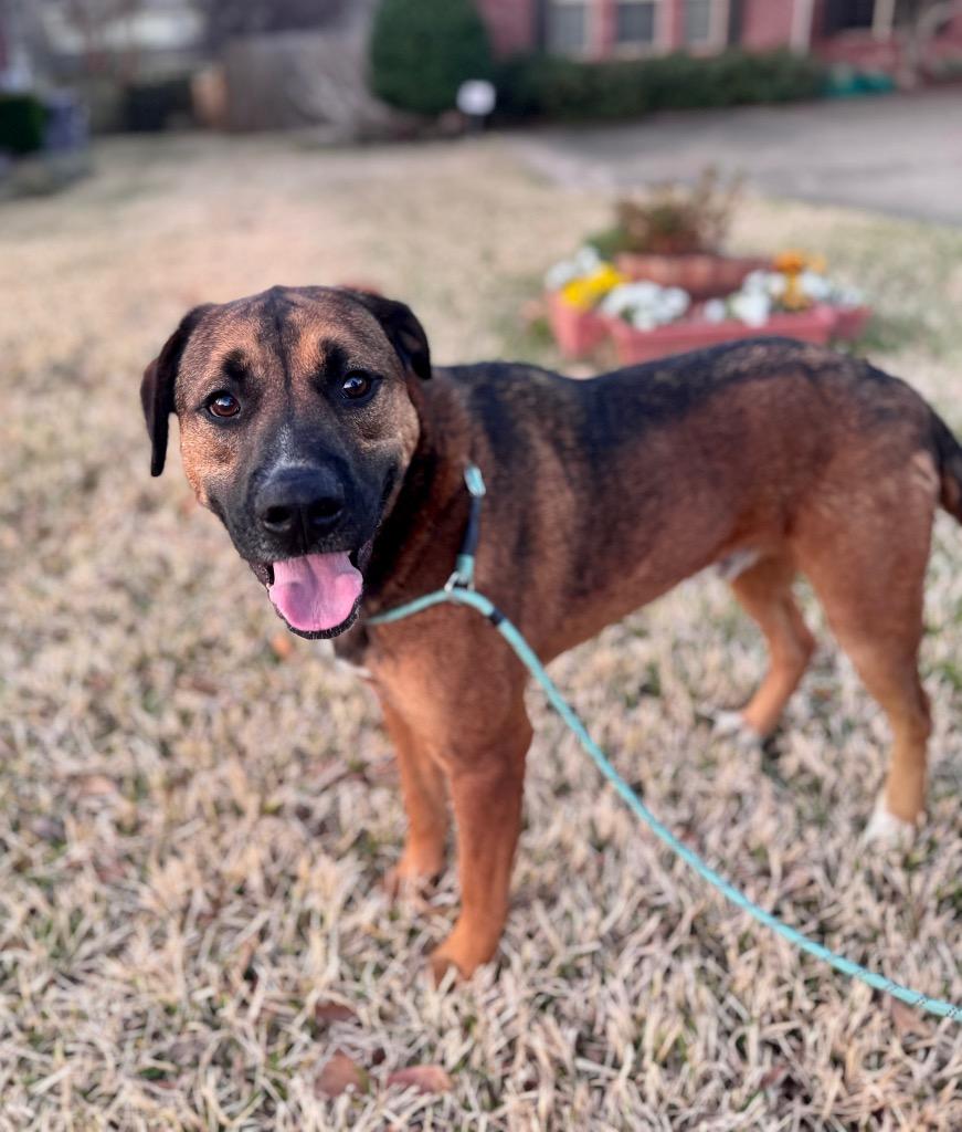 Enlarge Robin, a Adoptable mixed breed in Little Rock, AR image 3/6