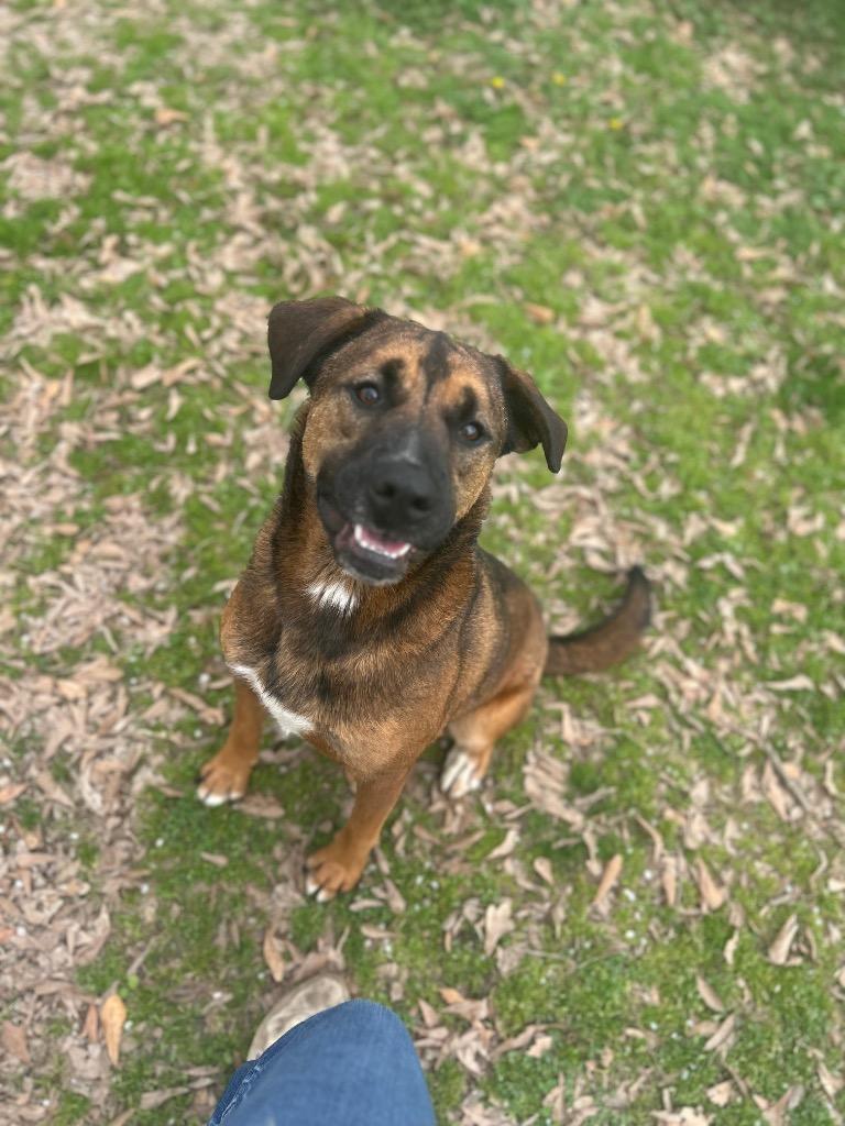 Enlarge Robin, a Adoptable mixed breed in Little Rock, AR image 4/6