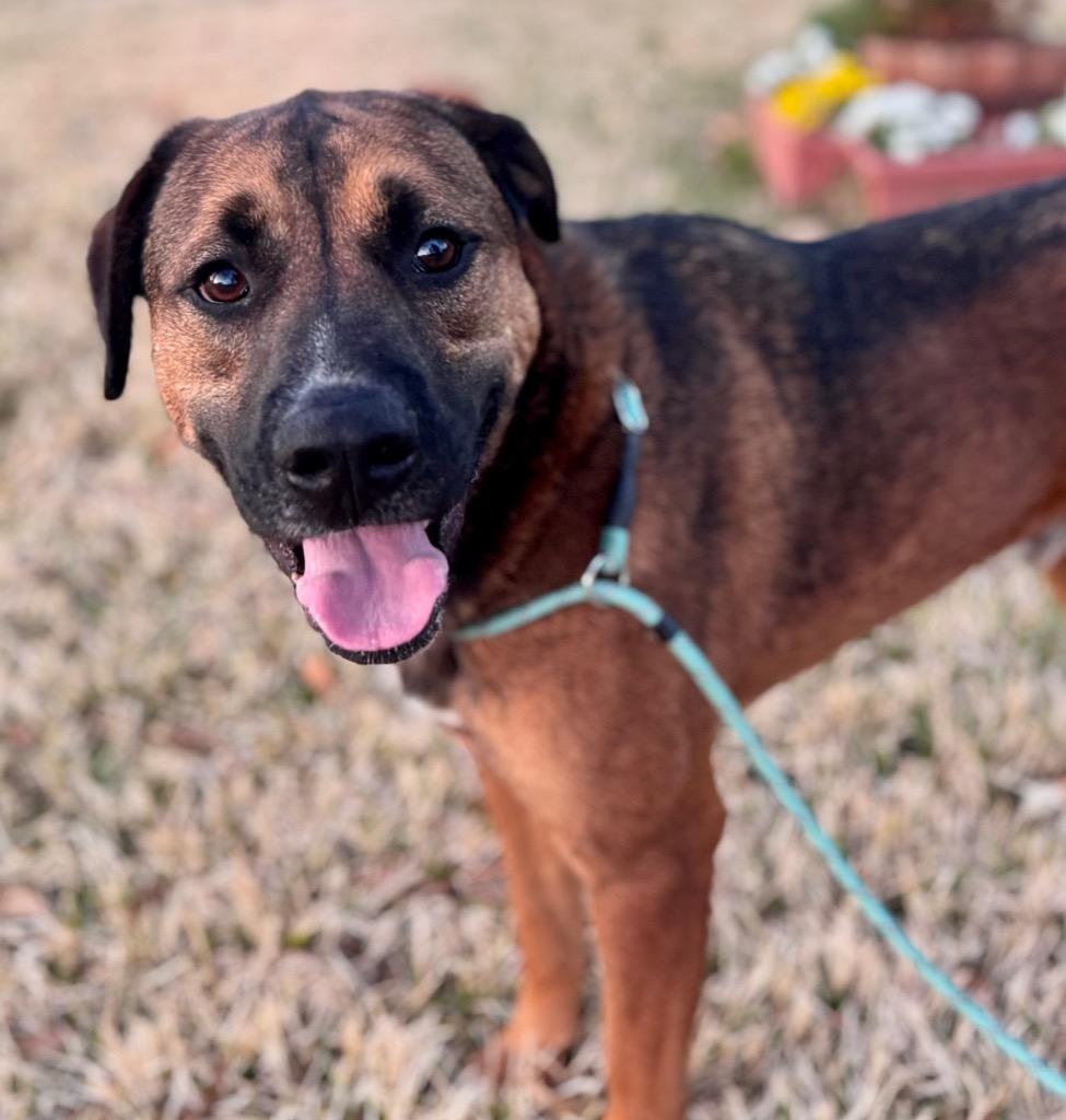 Enlarge Robin, a Adoptable mixed breed in Little Rock, AR image 5/6