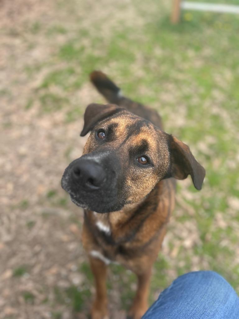 Enlarge Robin, a Adoptable mixed breed in Little Rock, AR image 6/6