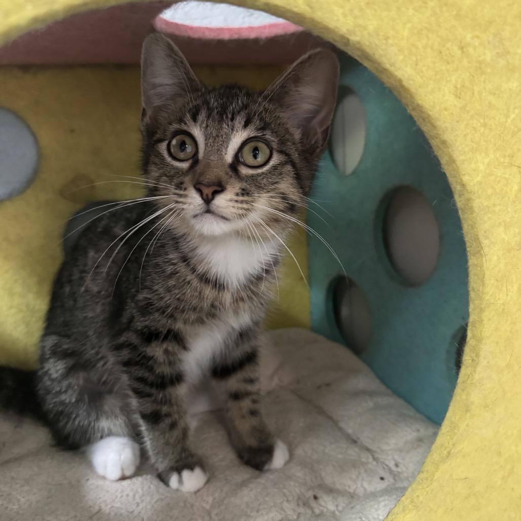 Rose, Adoptable, Kitten Female Domestic Short Hair.
