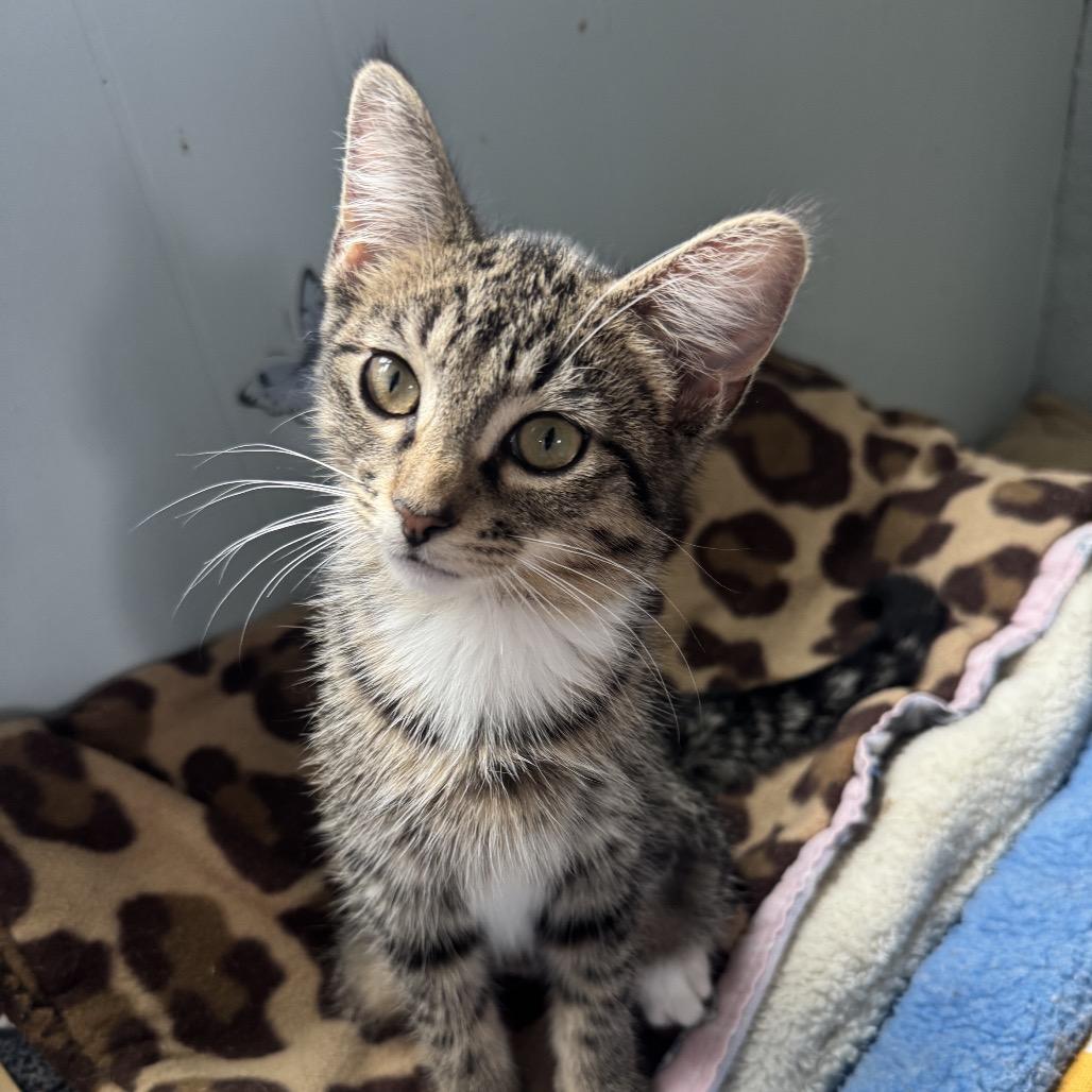 Enlarge Rose, a Adoptable Domestic Short Hair in Richland, MI image 2/5