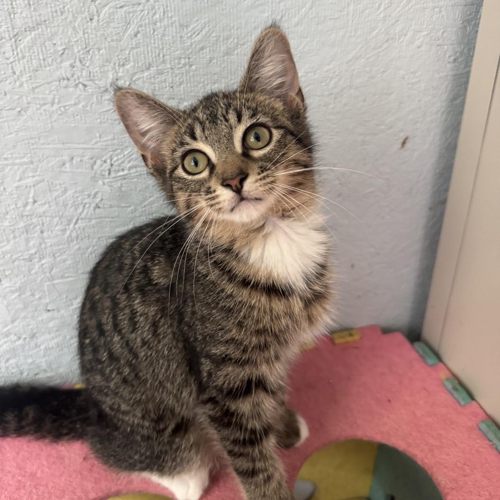 Enlarge Rose, a Adoptable Domestic Short Hair in Richland, MI image 3/5