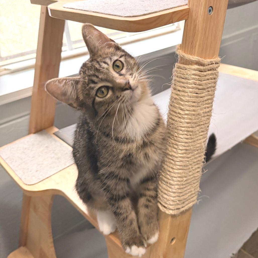 Enlarge Rose, a Adoptable Domestic Short Hair in Richland, MI image 4/5