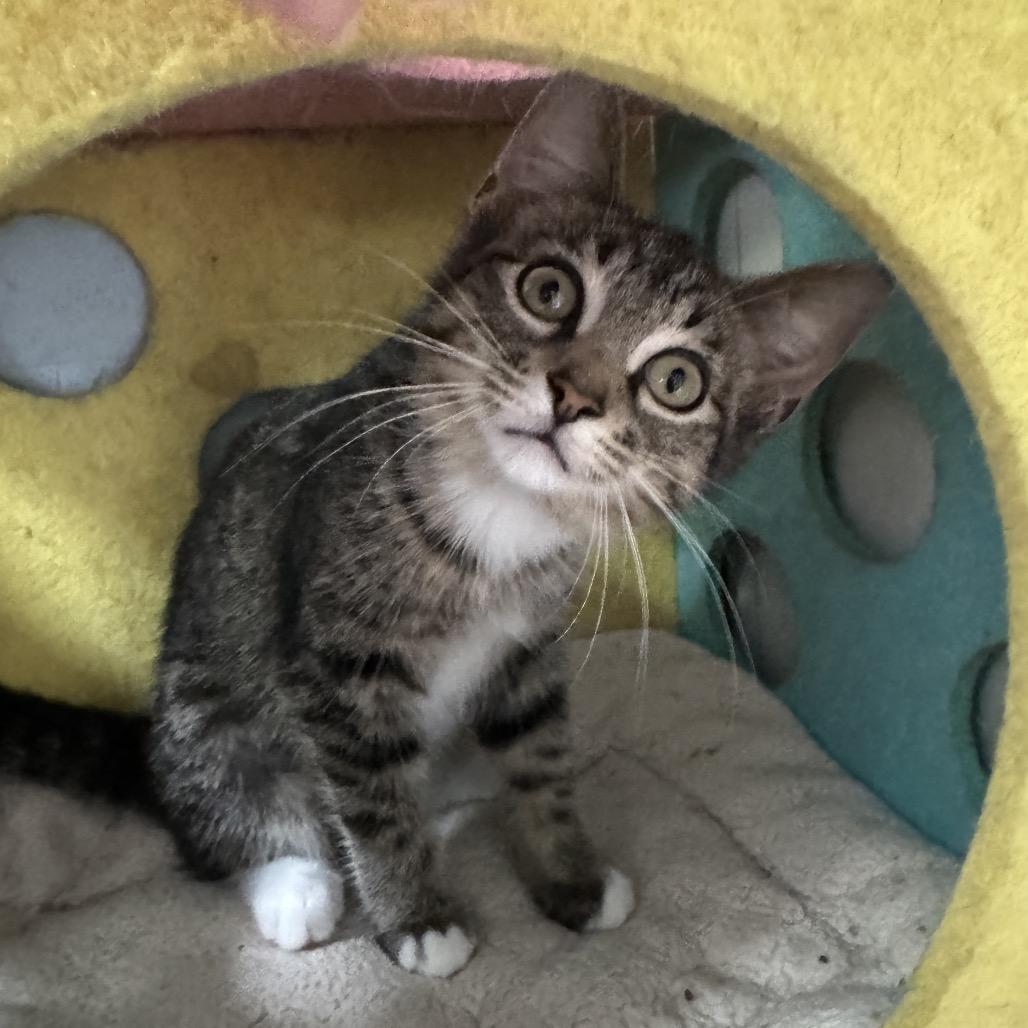 Enlarge Rose, a Adoptable Domestic Short Hair in Richland, MI image 5/5