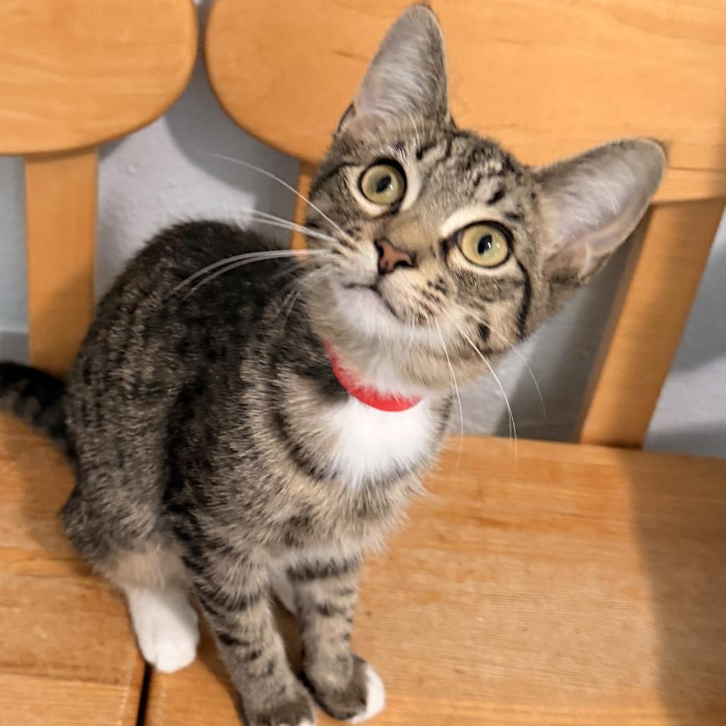 Enlarge Rose, a Adoptable Domestic Short Hair in Richland, MI image 5/5