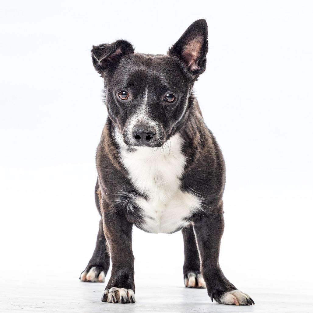 Zuko, Adoptable, Young Male Cardigan Welsh Corgi & Mixed Breed.