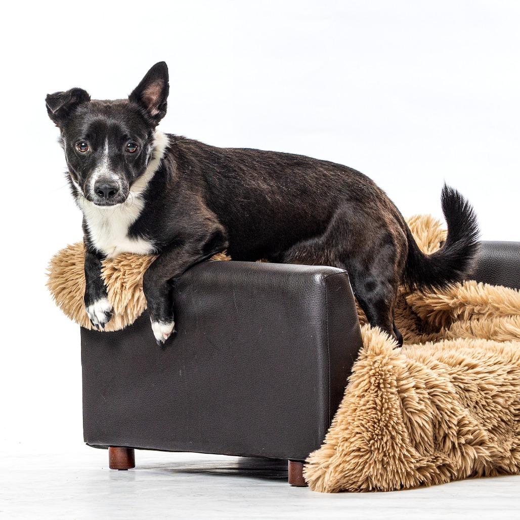 Enlarge Zuko, a Adoptable mixed breed in Reno, NV image 2/6