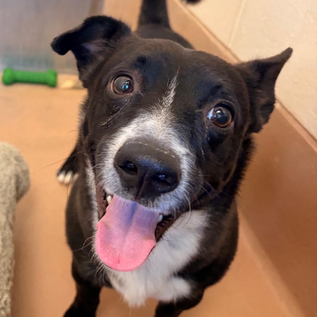 Zuko, Adoptable, Young Male Cardigan Welsh Corgi & Mixed Breed.
