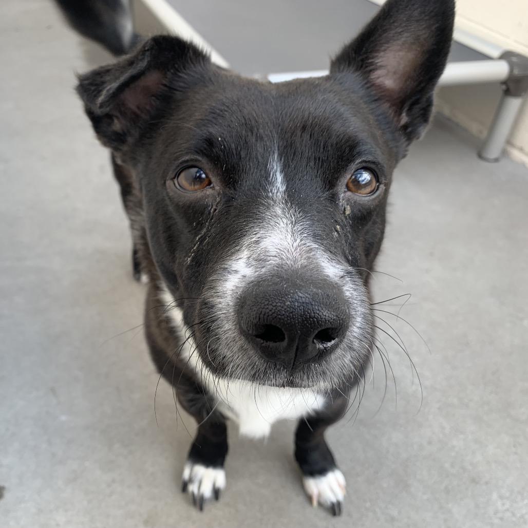 Enlarge Zuko, a Adoptable mixed breed in Reno, NV image 4/6