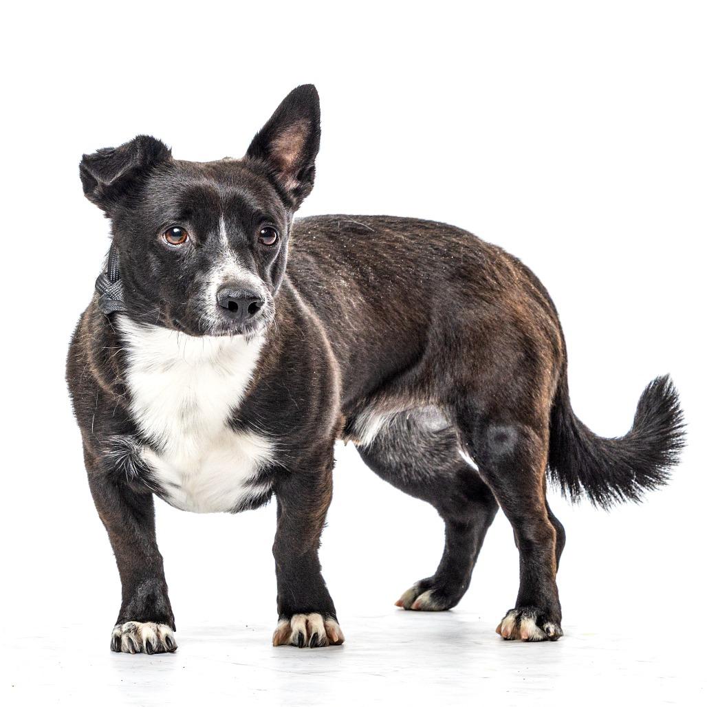Enlarge Zuko, a Adoptable mixed breed in Reno, NV image 5/6