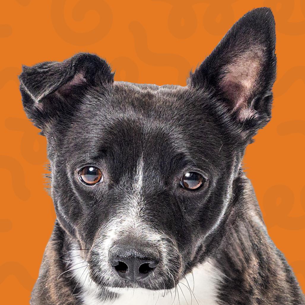 Enlarge Zuko, a Adoptable mixed breed in Reno, NV image 6/6