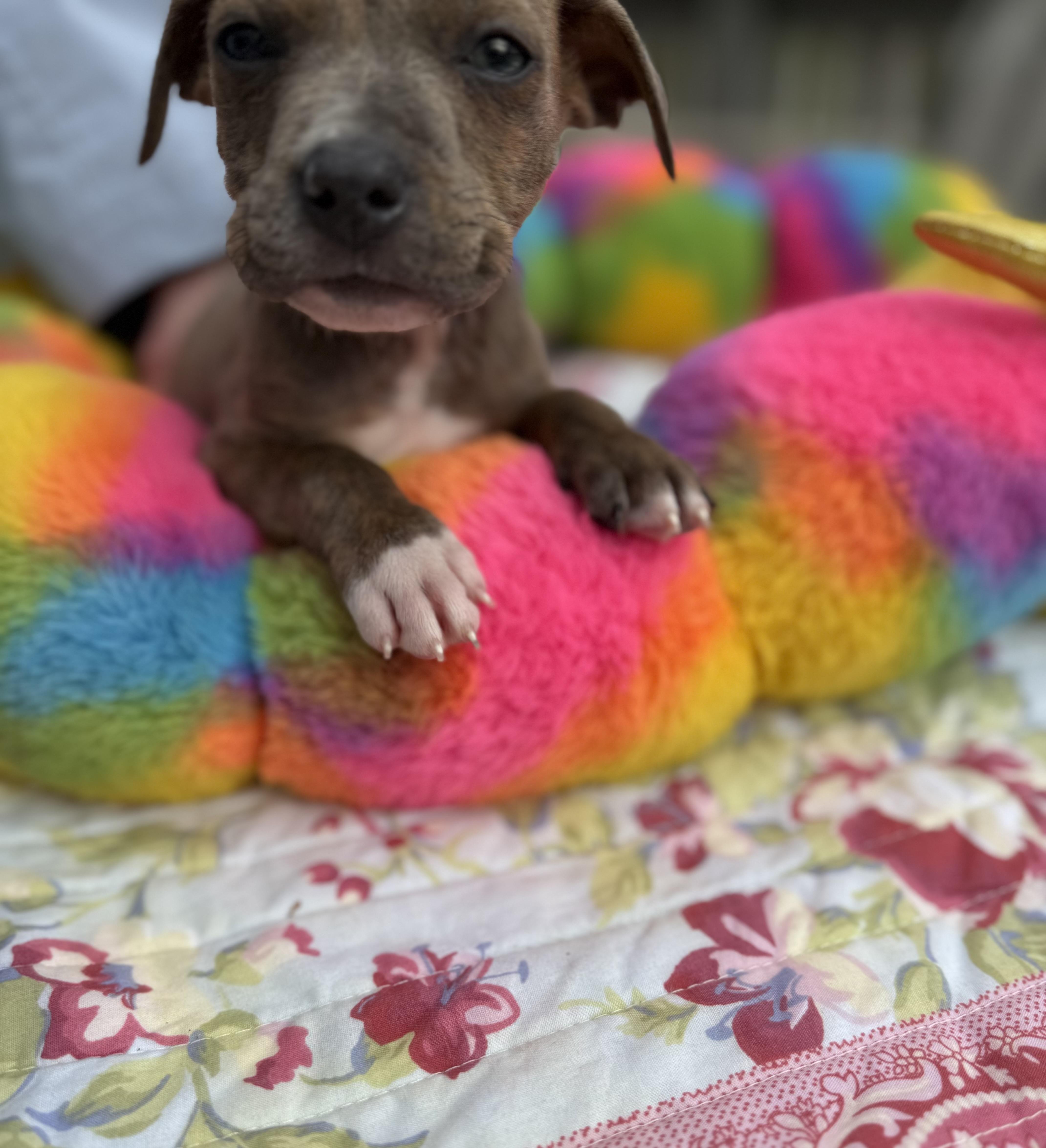 Enlarge Fitch , an adopted mixed breed in White Lake, MI image 2/5