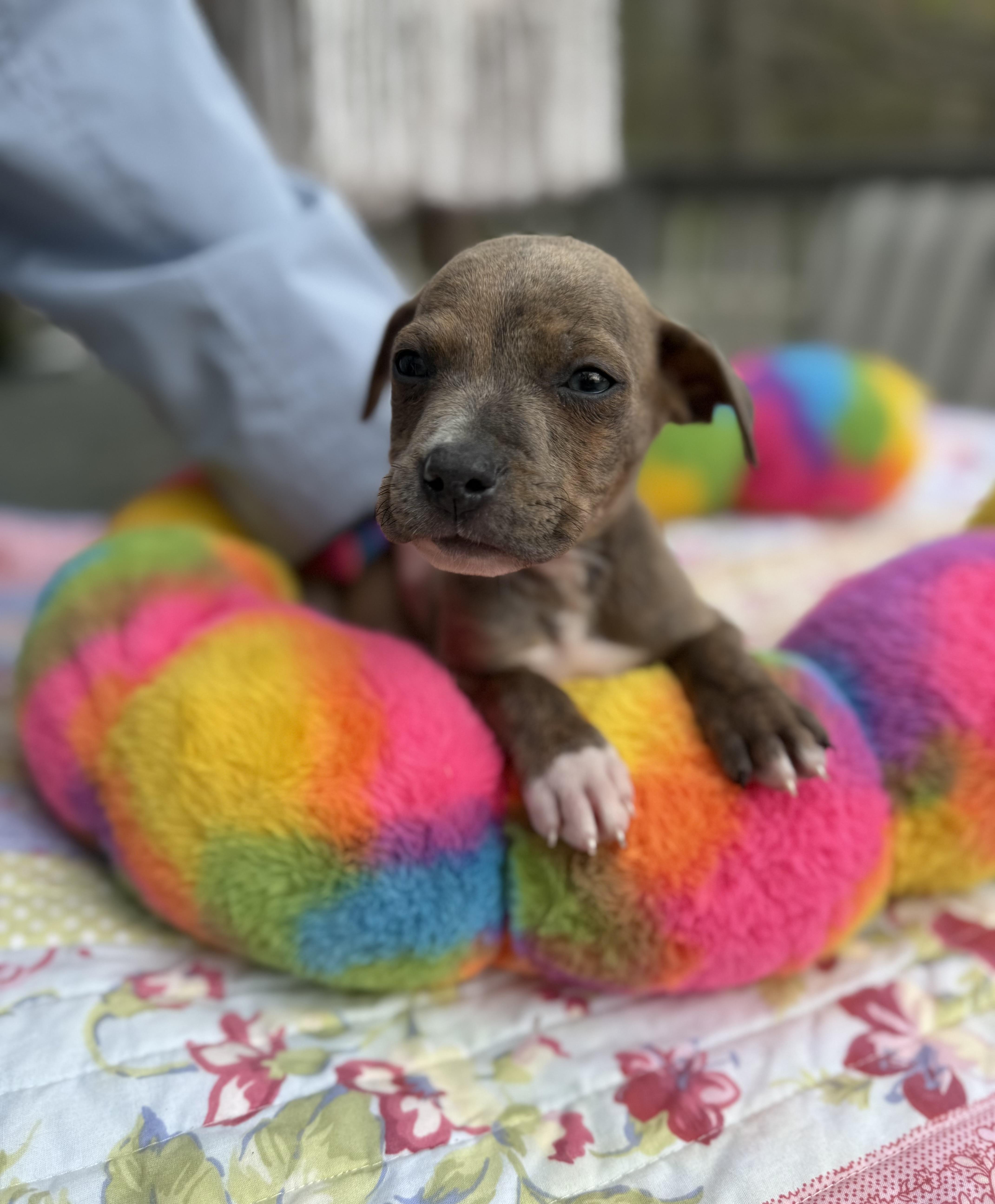 Fitch , ADOPTABLE, Puppy Male Chihuahua & Terrier.