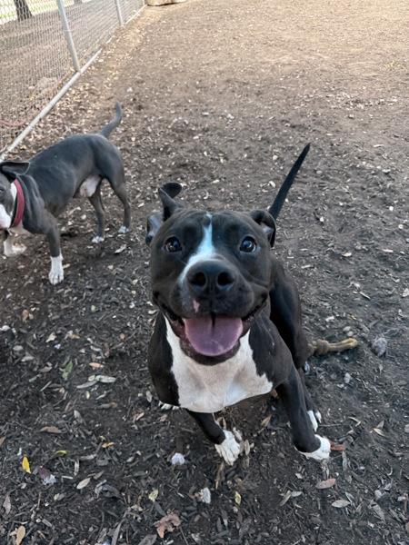 Legacy, Adoptable, Young Female Pit Bull Terrier.