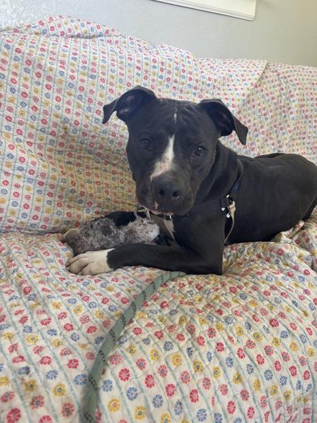 Enlarge Legacy, a Adoptable mixed breed in Austin, TX image 2/6