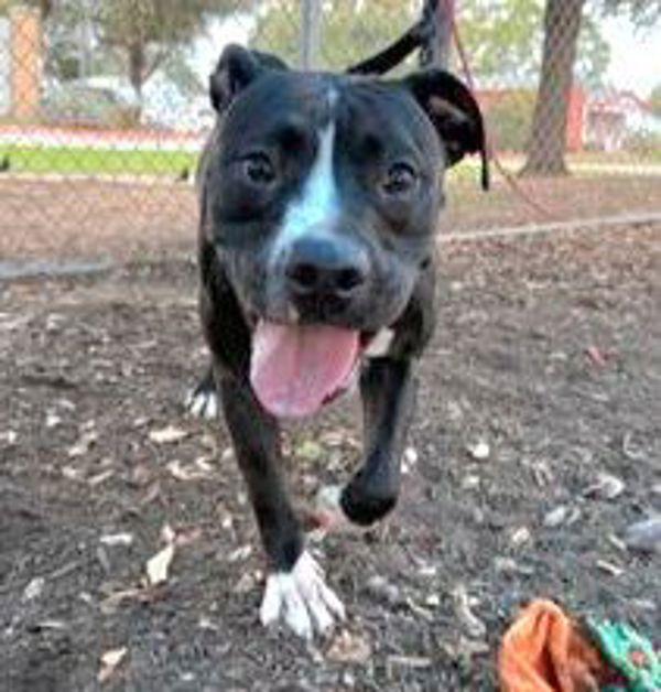 Enlarge Legacy, a Adoptable mixed breed in Austin, TX image 3/6