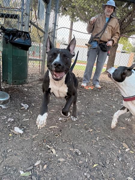 Enlarge Legacy, a Adoptable mixed breed in Austin, TX image 4/6
